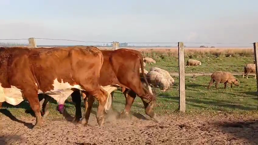 Lote 4 Toros de invernar