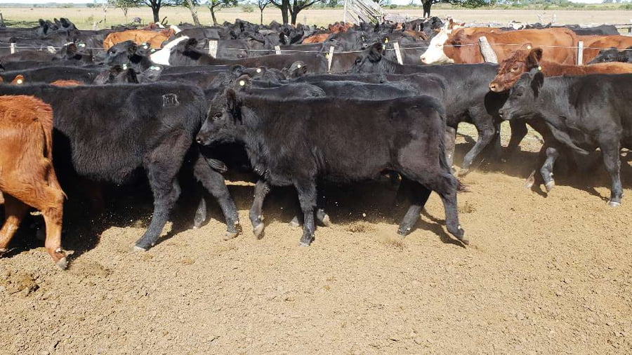 Lote 50 Terneros/as en Villaguay, Entre Ríos
