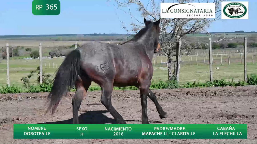Lote Dorotea LF