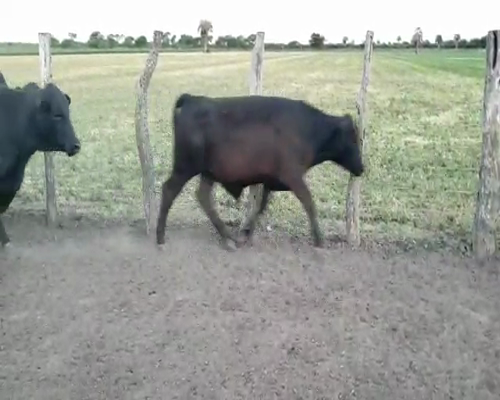 Lote 63 Terneros en Villaguay, Entre Ríos