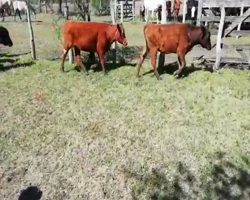 Lote 30 Terneros/as en Villaguay, Entre Ríos