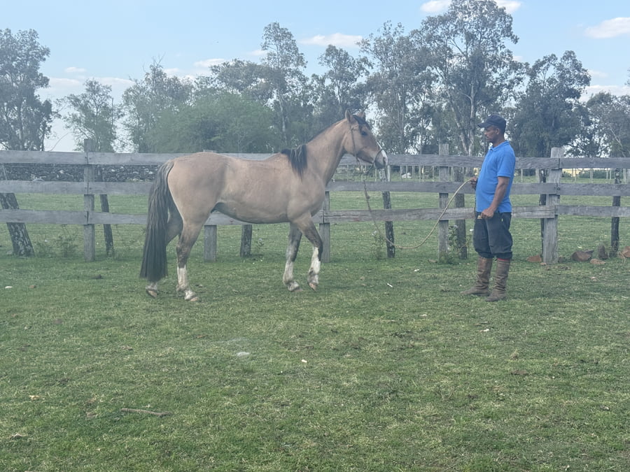 Lote Macho gatiado cara blanca manso