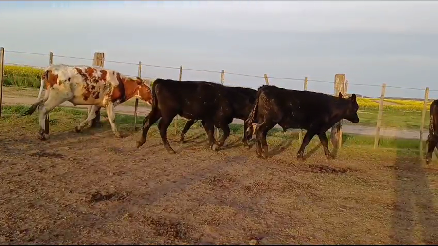 Lote (Vendido)6 Terneros a remate en #35 Pantalla Carmelo 260kg -  en RUTA 12