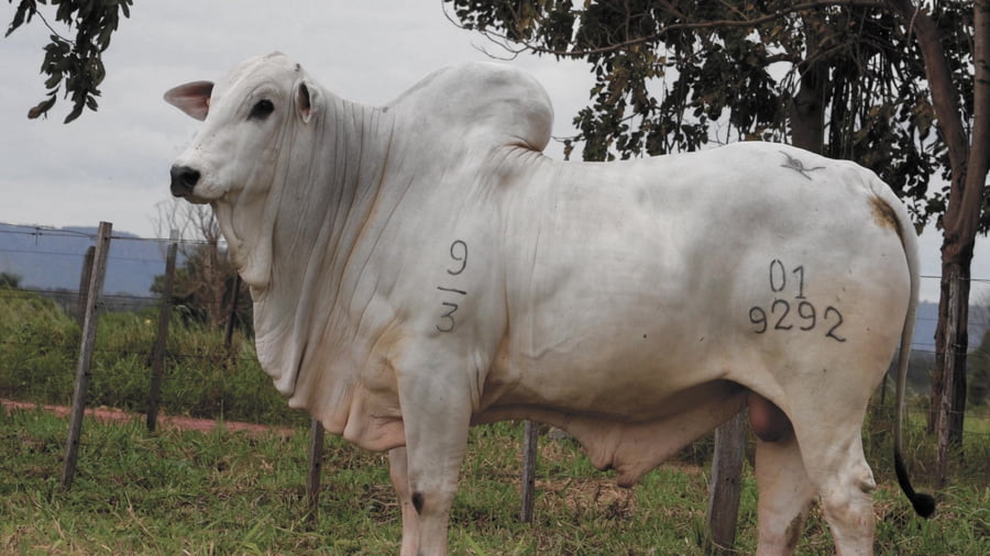 Lote LOTE 2