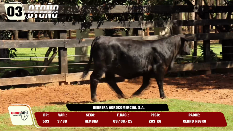 Lote LOTE 3 -DE JUNIOR