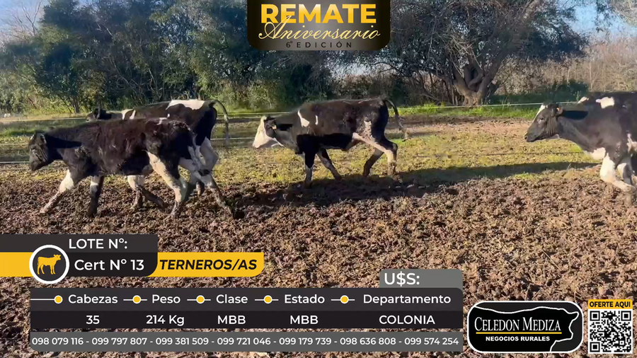 Lote 35 Terneros y terneras en Colonia