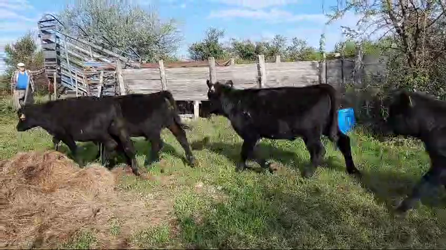 Lote (Vendido)6 Terneros Angus a remate en 10º Subasta - CAB  175kg -  en Paraje Juan Gonzales