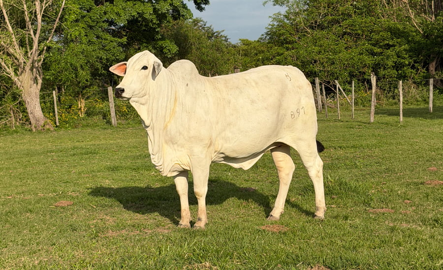 Lote LOTE 71