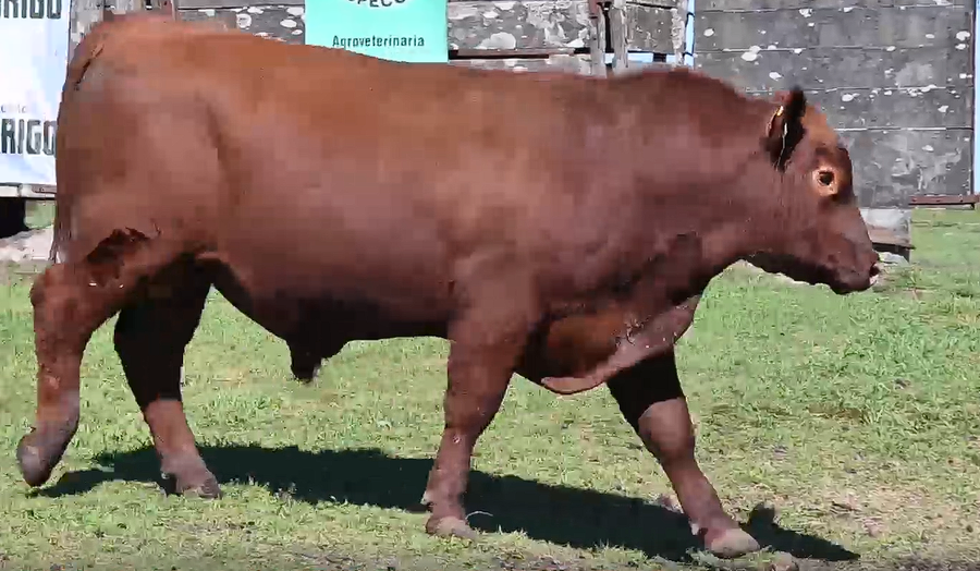 Lote TOROS 2 AÑOS RP 956 934 7160