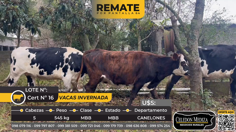 Lote 5 Vacas de Invernada en  Las Brujas, Canelones