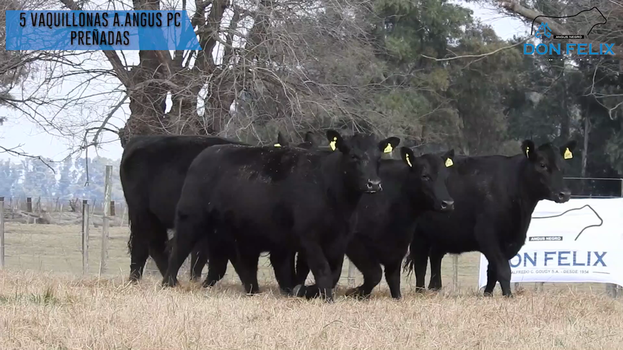 Lote "Cabaña ""Don Felix"" Vaquillonas PC"