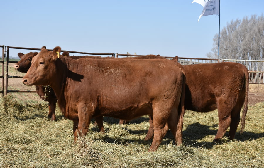 Lote VAQUILLONAS RODEO GENERAL CON GARANTÍA DE PREÑEZ  (Corral C)