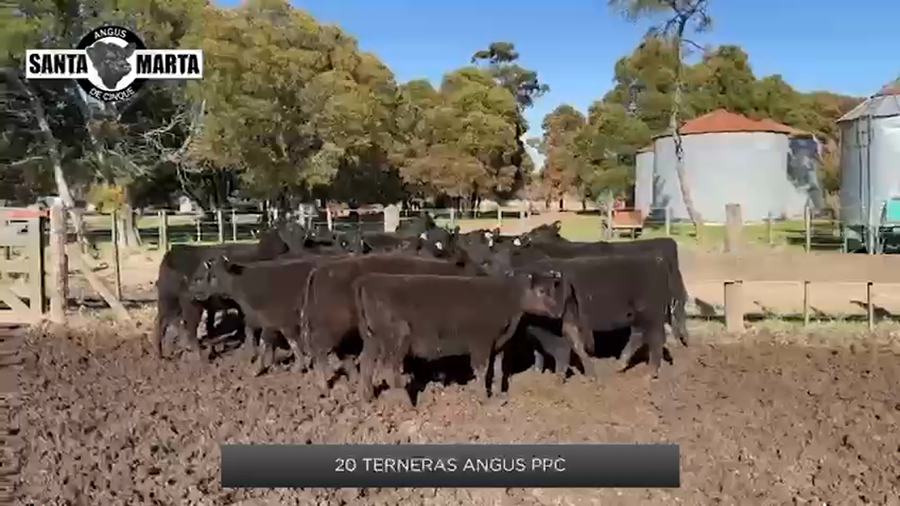 Lote 20 Terneras PPC de 240 Kgs de Santa Marta de Cinque