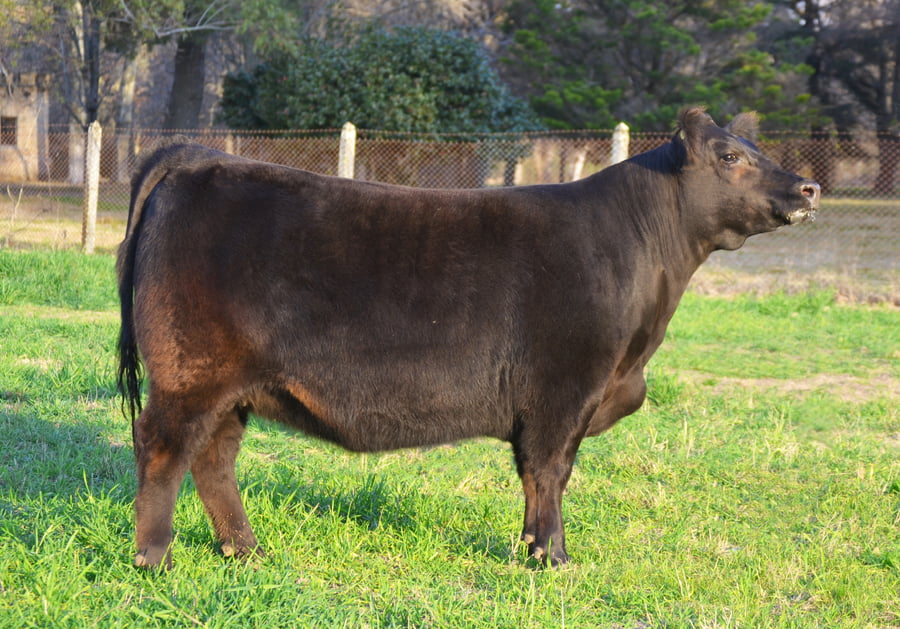Lote EMBRIONES G792 Parvera con Heredero