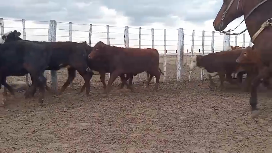 Lote 60 Terneras en Santa Fe, Capivara