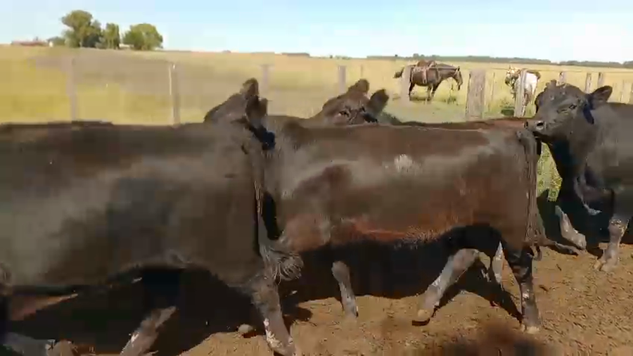 Lote 250 Vaquillonas preñadas en Buenos Aires, Gral. Lamadrid