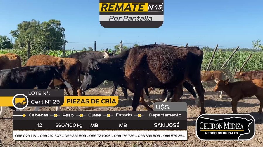 Lote 12 Piezas de cría en Otra Localidad, San José