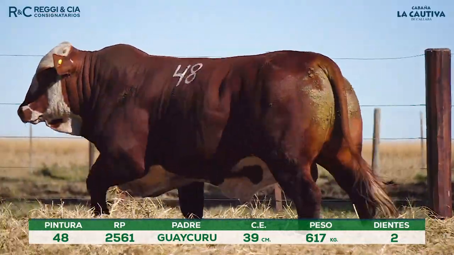 Lote Toros Braford controlados