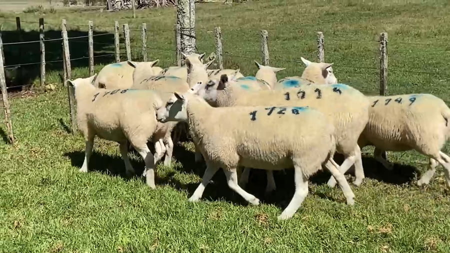 Lote 15 ovejas y borregas PO