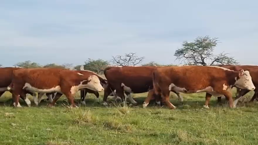 Lote 32 Vacas usadas preñadas