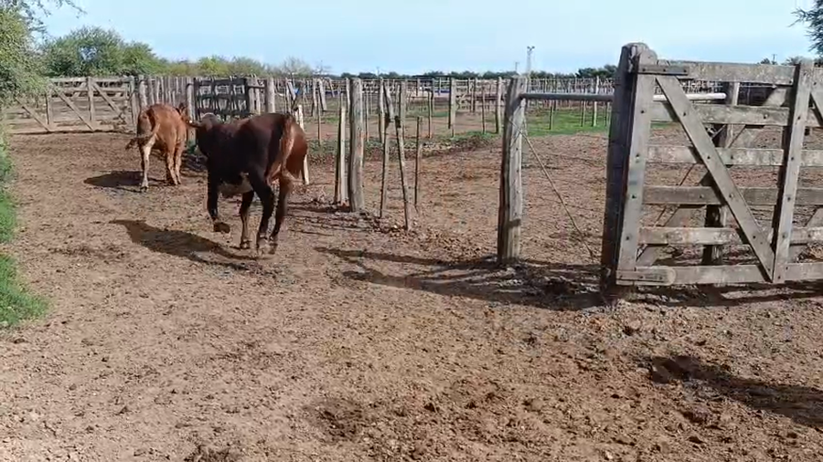 Lote 45 Novillitos y vaquillonas Braford en Cululú, Santa Fe