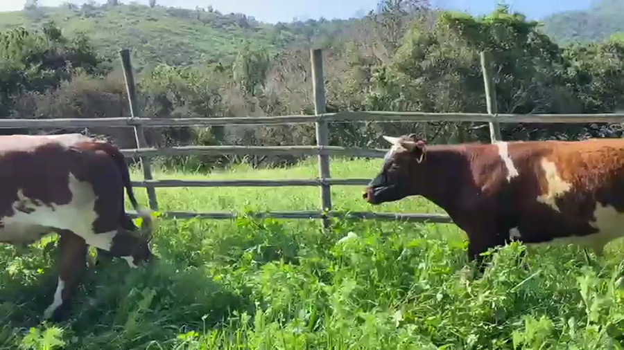 Lote 25 Novillo Engorda en La Ligua,  V  Región Valparaíso