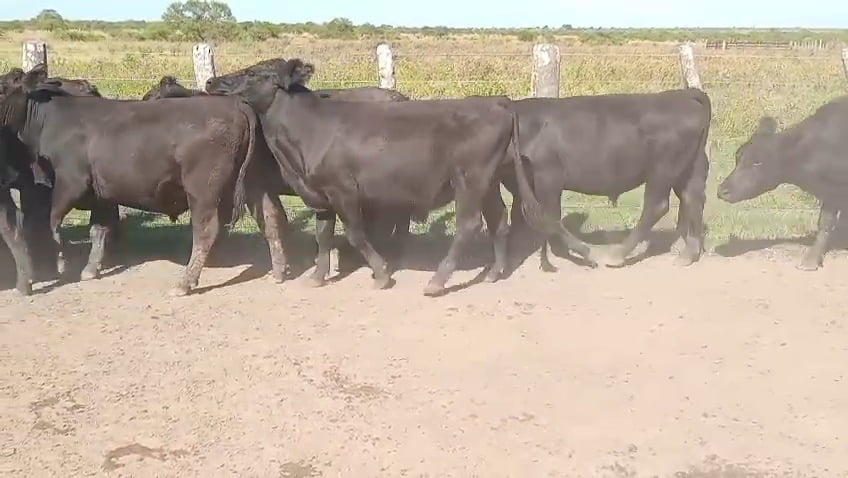 Lote 120 Novillitos en Corrientes, Curuzu Cuatia