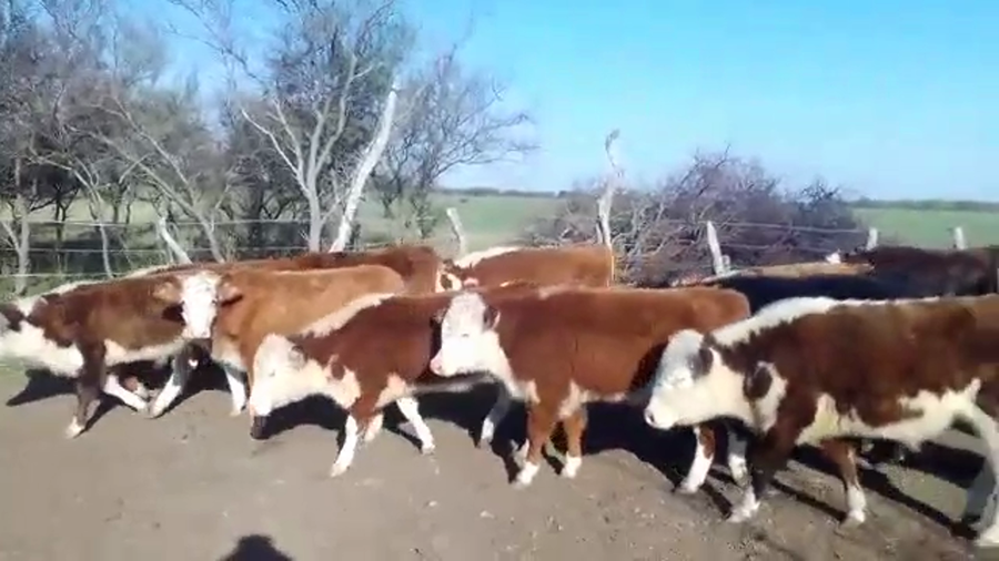 Lote 80 Terneros/as en Entre Ríos, Federal