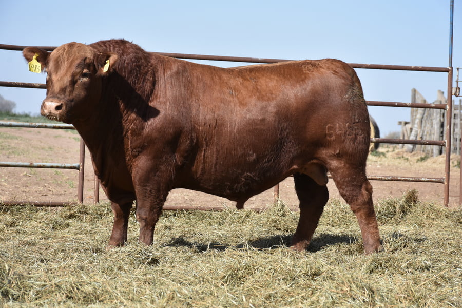 Lote TOROS (Corral 1)