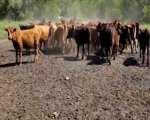 Lote 50 Terneras en Villaguay, Entre Ríos