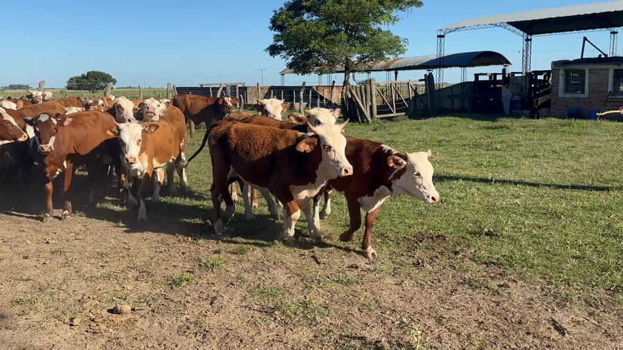 Lote 100 Terneras en Corrientes, Bella Vista