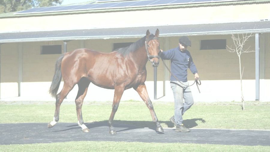 Lote LE MAESTRO (LE BLUES - JUGADA MAESTRA)