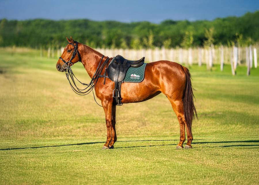 Lote DON ERCOLE SANTANA