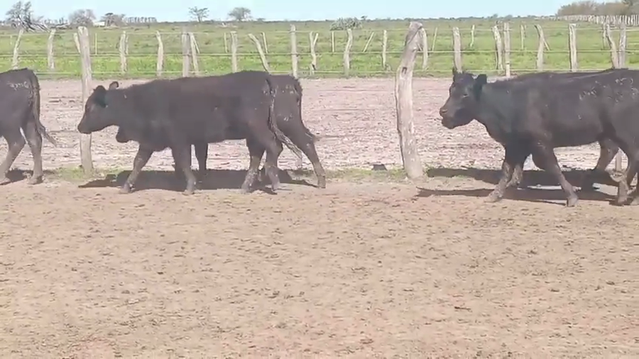 Lote 131 Terneras en Corrientes, Curuzú-Cuatiá