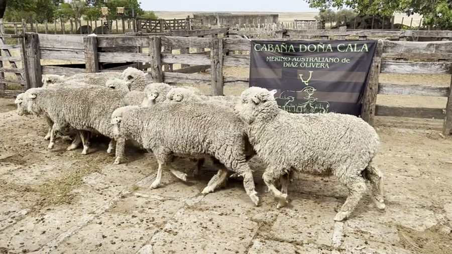 Lote Borregas 2D y DL (MO: Si)