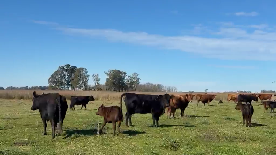 Lote 65 Terneros A TÉRMINO en Bolívar