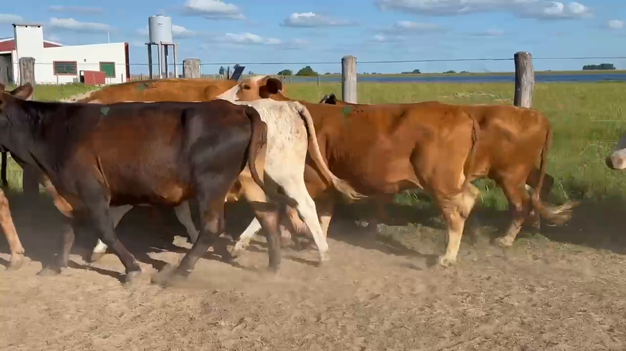 Lote 58 Vacas de invernar en Corrientes, Yataití Calle