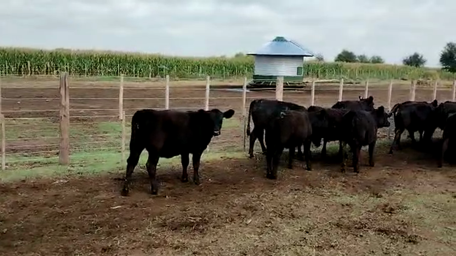 Lote 85 Terneras en Pehuajó, Buenos Aires