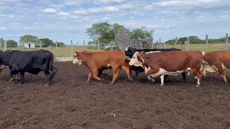 Lote 135 Vacas nuevas C/ gtia de preñez en Corrientes, San Roque