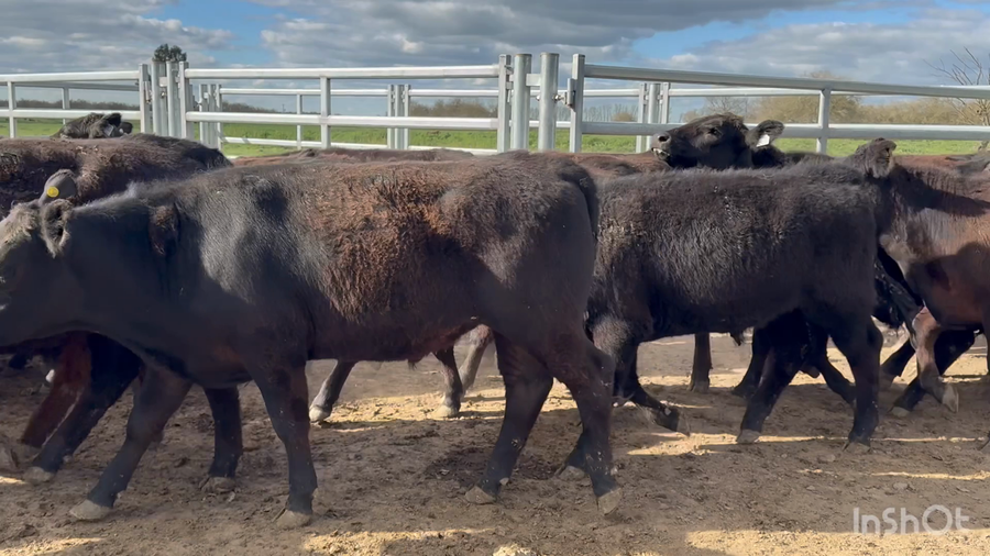 Lote 102 Novillitos