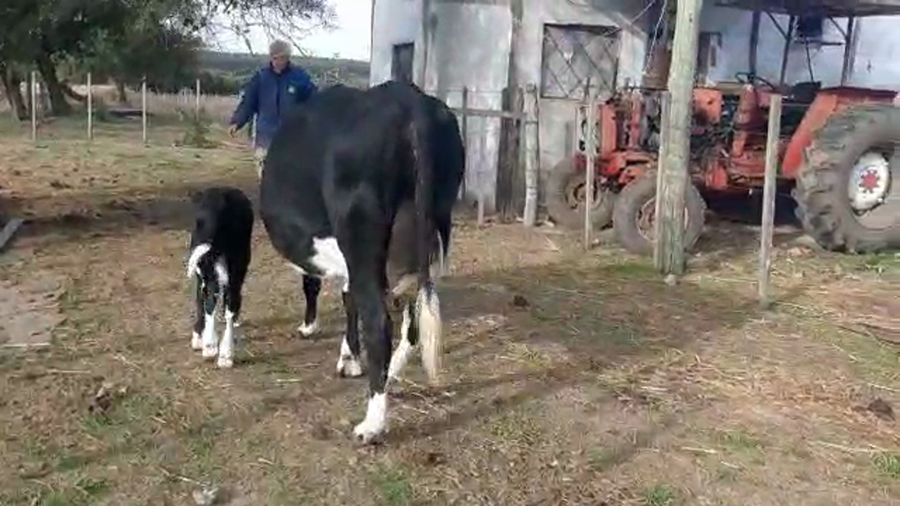 Lote 2 Vacas de Invernada HOLANDO a remate en PANTALLA CAMY 450kg - , San José