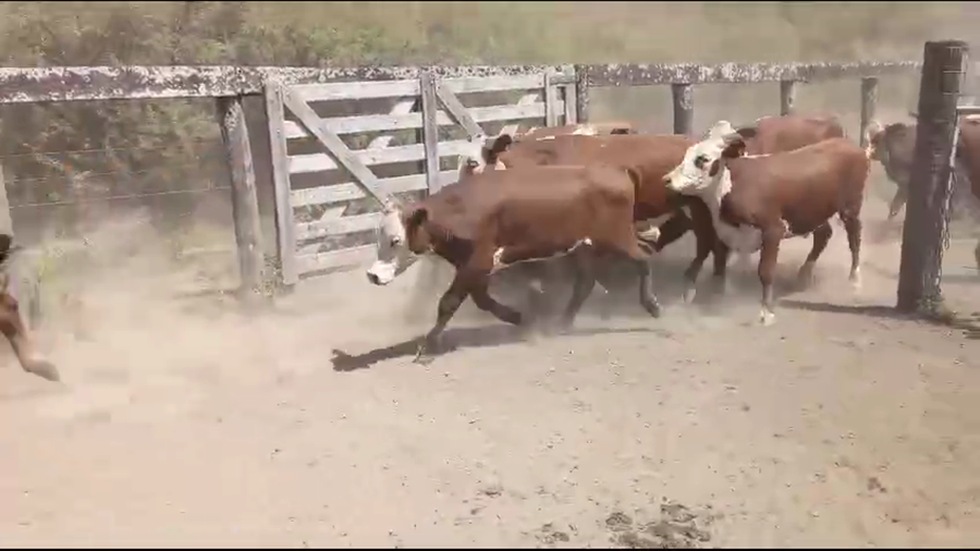 Lote 220 Novillitos en Los Amores, Santa Fe