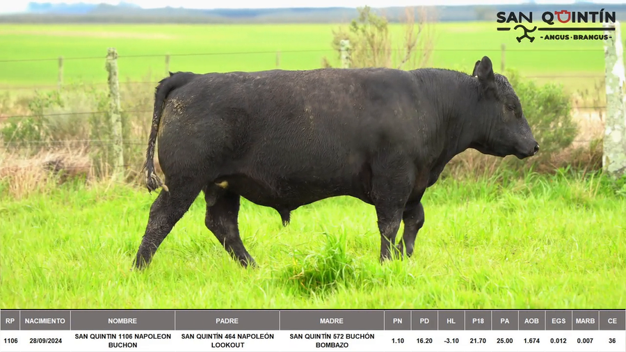 Lote ABERDEEN ANGUS PI