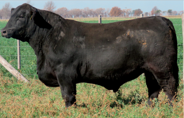 Lote Toros  Brangus -  Don Pedro