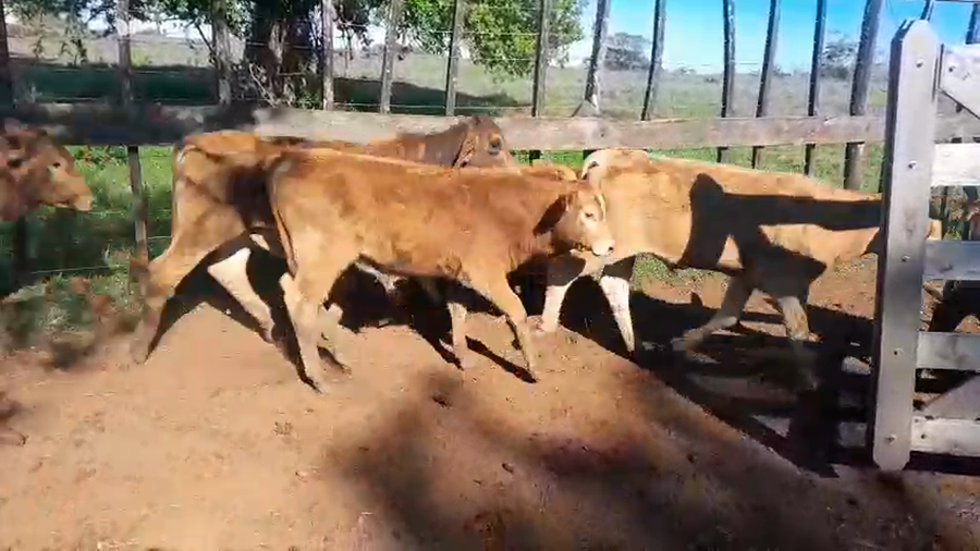 Lote 100 Terneros/as en Misiones, Leandro N. Alem