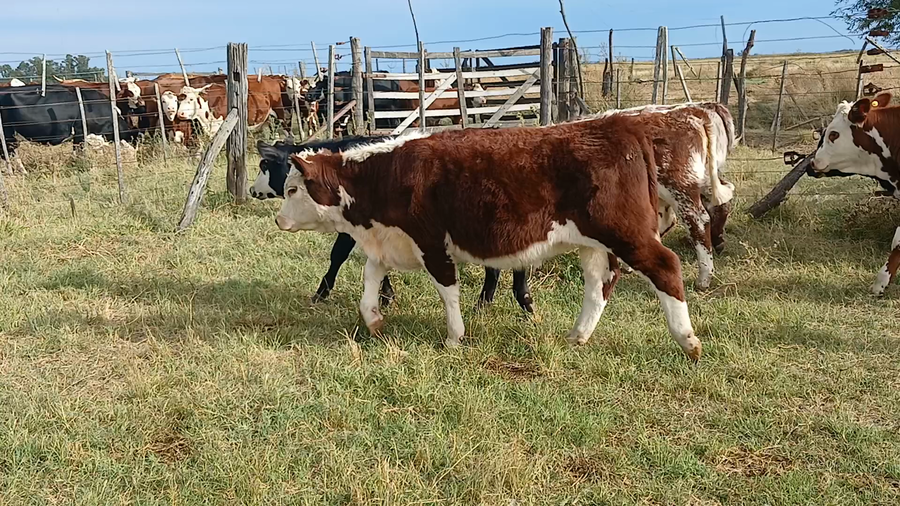 Lote 25 Terneros/as en Rauch