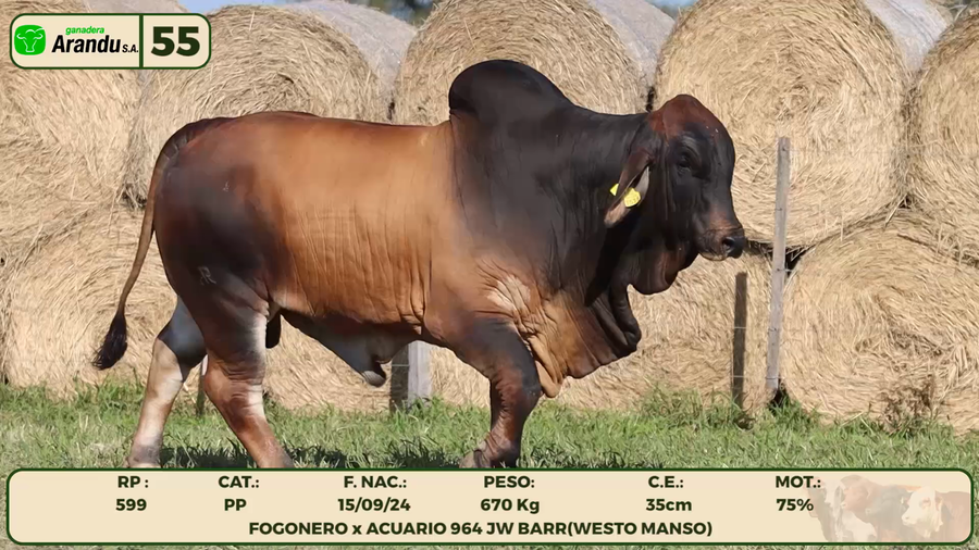 Lote LOTE 55