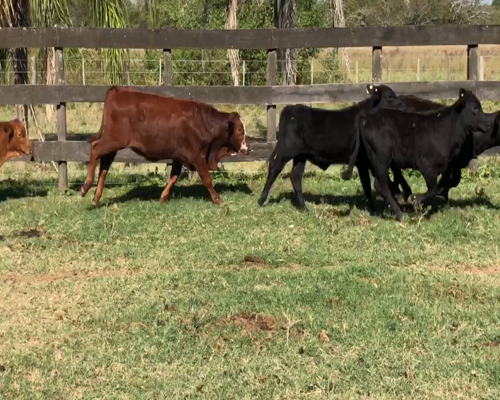 Lote 86 Terneros/as en Formosa, Gral. Lucio V. Mansilla