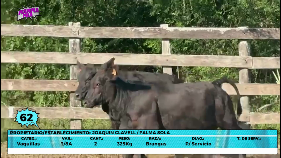 Lote LOTE 62