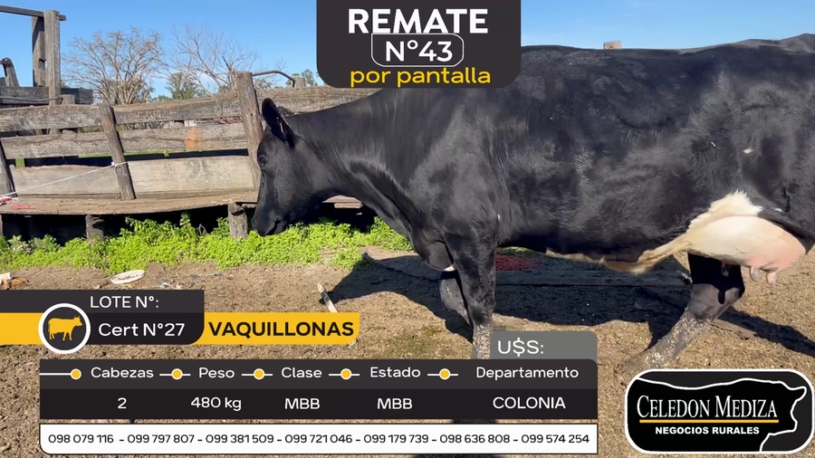 Lote 2 Vacas en produccion en Otra Localidad, Colonia